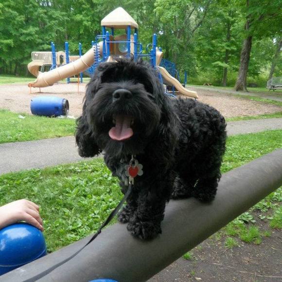 Meet your Posher, Christopher - Picture 1 of 1